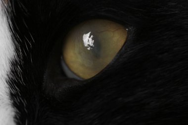 Gözünde kornea opaklığı olan sevimli bir kedi, yakın plan.