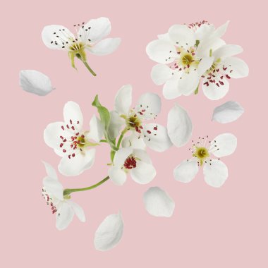 Bahar çiçekleri. Pembe arkaplanda uçuşan güzel çiçekler