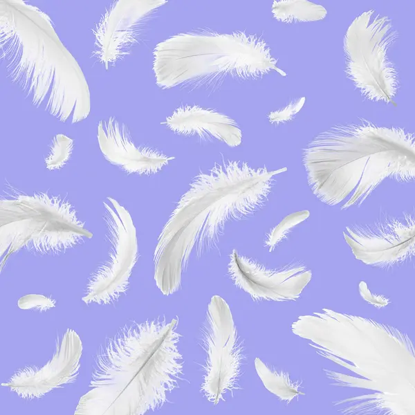 Fluffy bird feathers falling on violet blue background