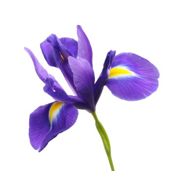 Güzel menekşe çiçekleri beyaza izole edilmiş.