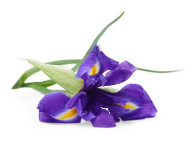 Güzel menekşe çiçekleri beyaza izole edilmiş.