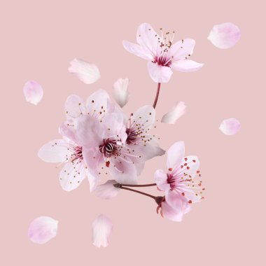 Bahar çiçekleri. Pembe arkaplanda uçuşan güzel çiçekler