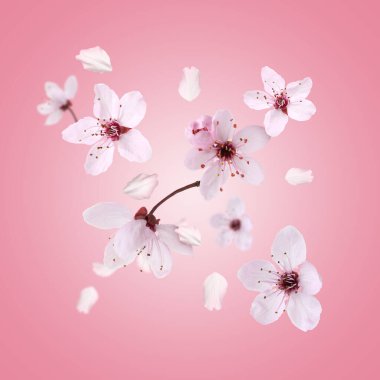 Bahar çiçekleri. Pembe arka planda uçan güzel çiçekler