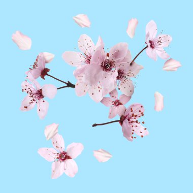 Bahar çiçekleri. Açık mavi arka planda uçan güzel çiçekler