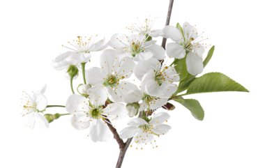 Güzel çiçekleri ve yaprakları olan bahar dalıyla bembeyaz