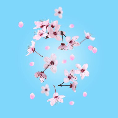 Bahar çiçekleri. Açık mavi arka planda uçan güzel çiçekler