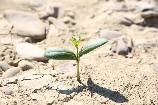 Kuru toprakta büyüyen tohumlar, yakın plan.