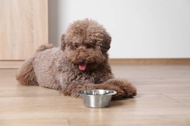 Evdeki yemek kasesinin yanında sevimli kaniş köpeği.