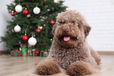 Şirin bir oyuncak köpek ve kapalı bir Noel ağacı.