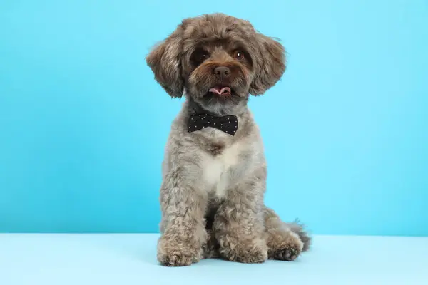 stock image Cute Maltipoo dog with bow tie on light blue background. Lovely pet