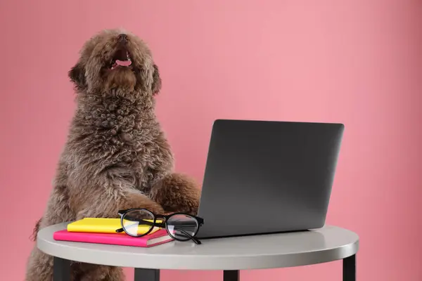 Cute Toy Poodle dog near laptop, notebooks and glasses on wooden table against pink background