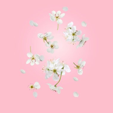 Bahar çiçekleri. Pembe arka planda uçan güzel çiçekler