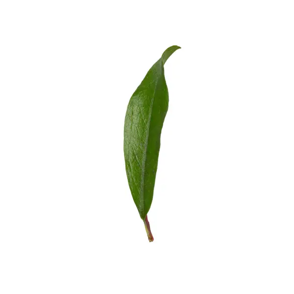 白に孤立したザクロの植物の緑の葉 ストック画像