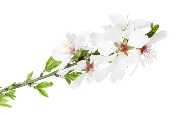 Δέντρο Κλαδί Όμορφα Άνθη Απομονώνονται Λευκό Εαρινή Περίοδος Εικόνα Αρχείου