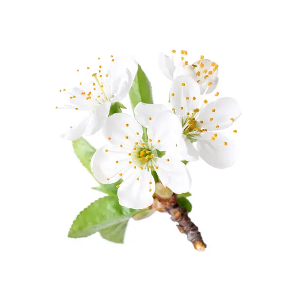 Indah Bunga Musim Semi Dengan Daun Terisolasi Pada Putih Stok Foto Bebas Royalti