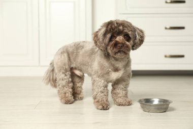Mutfakta yemek kasesinin yanında sevimli bir Maltipoo köpeği var. Sevimli hayvan