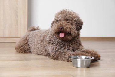 Evdeki yemek kasesinin yanında sevimli kaniş köpeği.