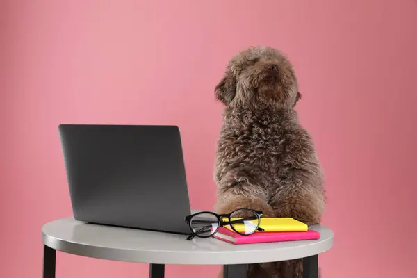 Cute Toy Poodle dog near laptop, notebooks and glasses on wooden table against pink background