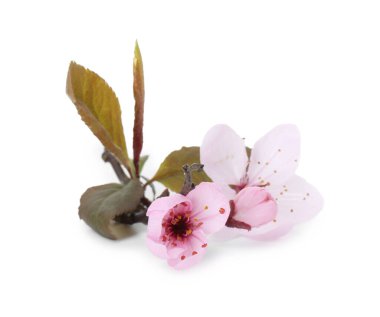 Beyaz üzerinde güzel çiçekleri olan ağaç dalları. Bahar mevsimi