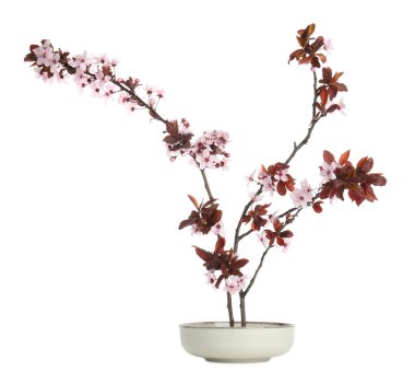 Bahar sezonu. Güzel çiçek açan ağaç dalları beyaz üzerine izole edilmiş.