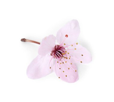 Güzel bahar ağacı, beyaz renkte soyutlanmış.