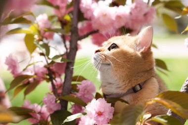 Çiçek açan bahar ağacı dallarının arasında sevimli bir kedi.