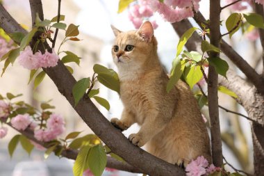 Bahar ağacı dalında güzel çiçekleri olan sevimli bir kedi.