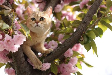 Açık havada çiçek açan bahar ağacında tatlı bir kedi.
