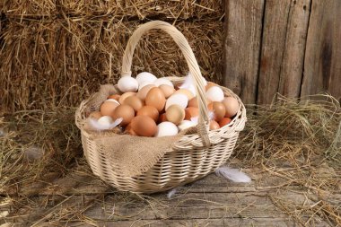 Kümeste taze tavuk yumurtaları ve kurutulmuş samanla hasır sepeti.