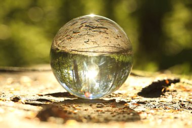 Yeşil ağaçlı güzel orman, ters dönmüş yansıma. Açık havada yerde kristal küre