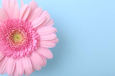 Açık mavi arka planda güzel bir pembe gerbera çiçeği, üst manzara. Metin için boşluk