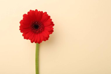 Bej arka planda güzel kırmızı gerbera çiçeği, üst manzara. Metin için boşluk