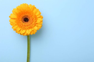 Açık mavi arka planda güzel sarı gerbera çiçeği, üst manzara. Metin için boşluk