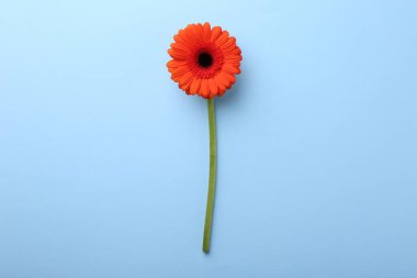 Açık mavi arkaplanda güzel turuncu gerbera çiçeği, üst manzara.