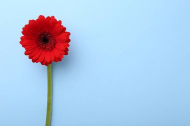 Açık mavi arka planda güzel kırmızı gerbera çiçeği, üst manzara. Metin için boşluk