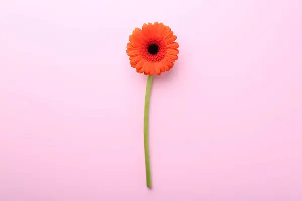 Beautiful Orange Gerbera Flower Pink Background Top View Stock Photo