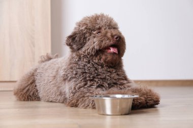 Evdeki yemek kasesinin yanında sevimli kaniş köpeği.