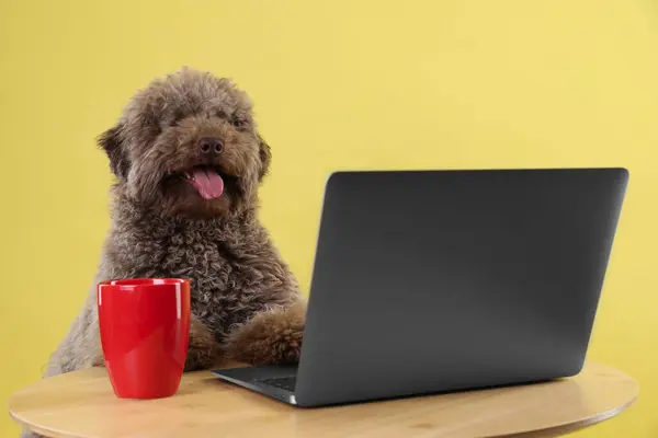 Cute Toy Poodle dog near laptop and cup on wooden table against yellow background