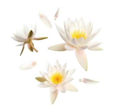 Beyaz arka planda uçan güzel nilüfer çiçekleri ve taç yaprakları