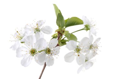 Güzel çiçekleri ve yaprakları olan bahar dalıyla bembeyaz