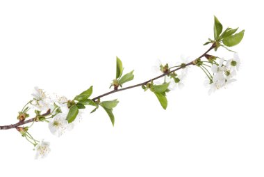 Güzel çiçekleri ve yaprakları olan bahar dalıyla bembeyaz