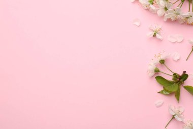 Pembe arka planda güzel bahar ağacı çiçekleri ve taç yaprakları, düz uzanmış. Metin için boşluk