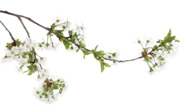 Güzel çiçekleri ve yaprakları olan bahar dalıyla bembeyaz