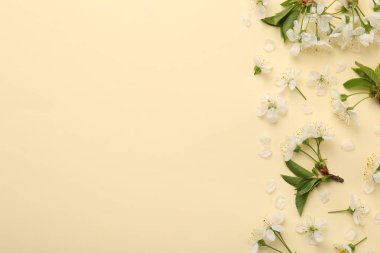 Güzel bahar ağacı çiçekleri ve bej arka planda yapraklar, düz bir zemin. Metin için boşluk