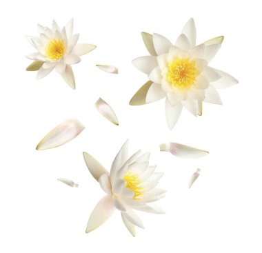 Beyaz arka planda uçan güzel nilüfer çiçekleri ve taç yaprakları