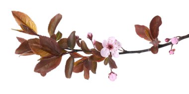 Beyaz üzerinde güzel çiçekleri olan ağaç dalları. Bahar mevsimi