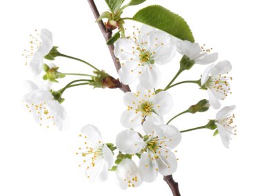 Güzel çiçekleri ve yaprakları olan bahar dalıyla bembeyaz