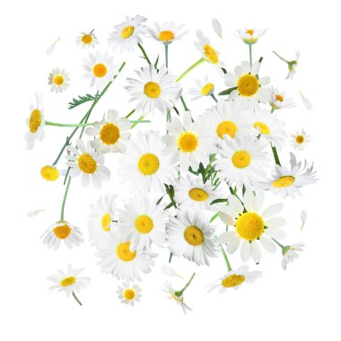 Beyaz arka planda havadaki birçok papatya çiçeği