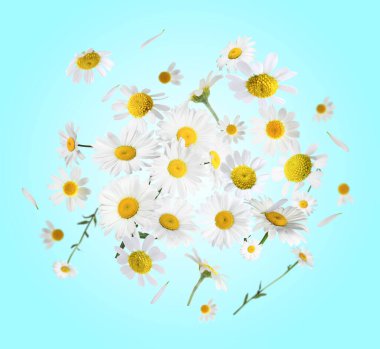 Açık mavi arka planda havada birçok papatya çiçeği