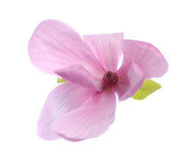 Güzel pembe manolya çiçeği beyaza izole edilmiş.